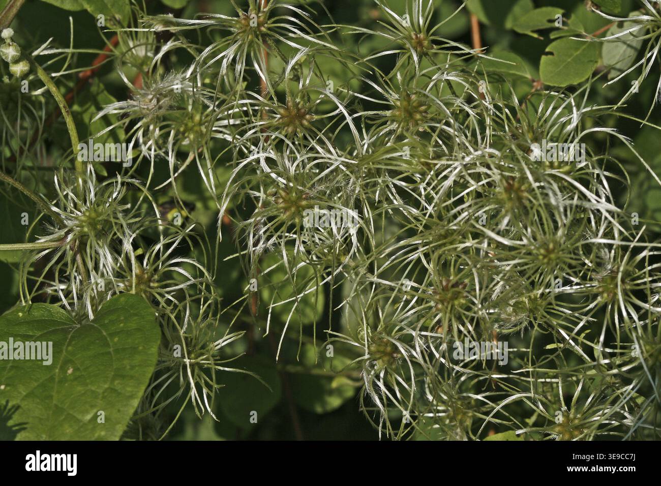 Clematis vitalba, clématites, stands de fruits Banque D'Images