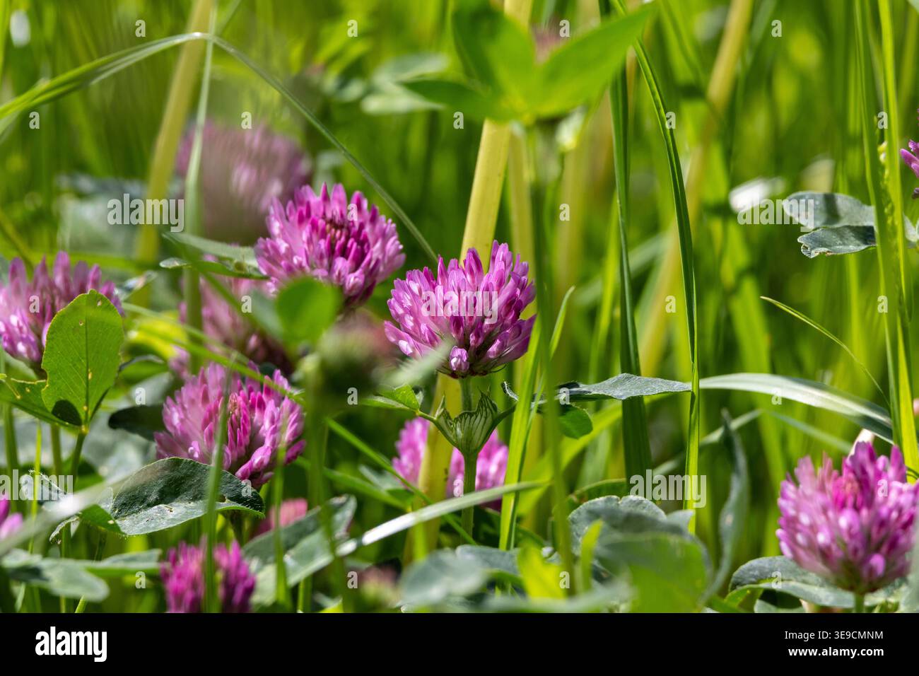 Trèfle rouge en détail : gros plan du trèfle rouge en fleurs (Trifolium pratense) dans un pré vert Banque D'Images