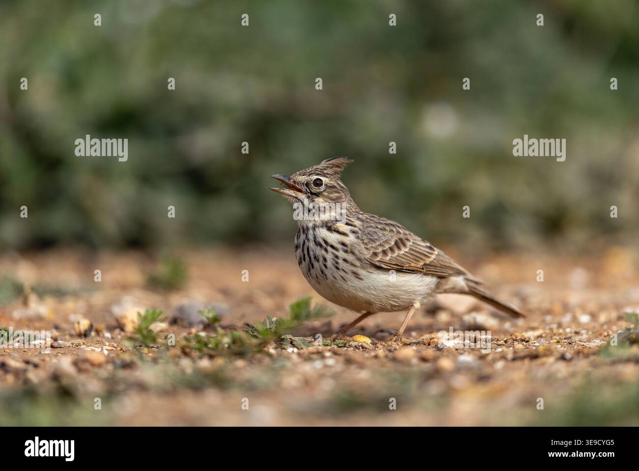 Lark à crête ; Galerida cristata ; Calling ; Espagne Banque D'Images