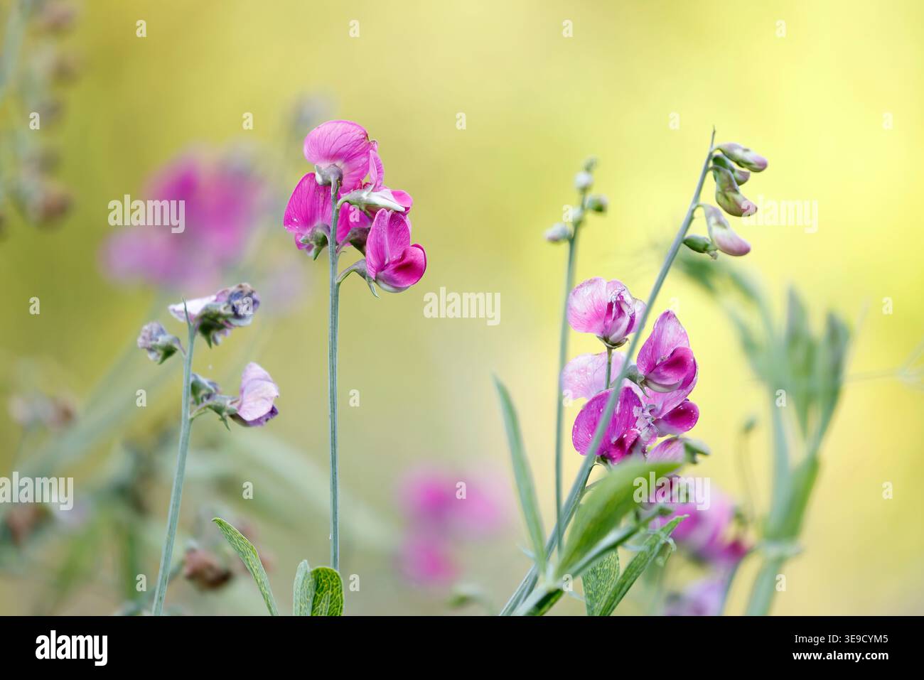 Pois éternel ; Lathyrus latifolius ; floraison ; Royaume-Uni Banque D'Images