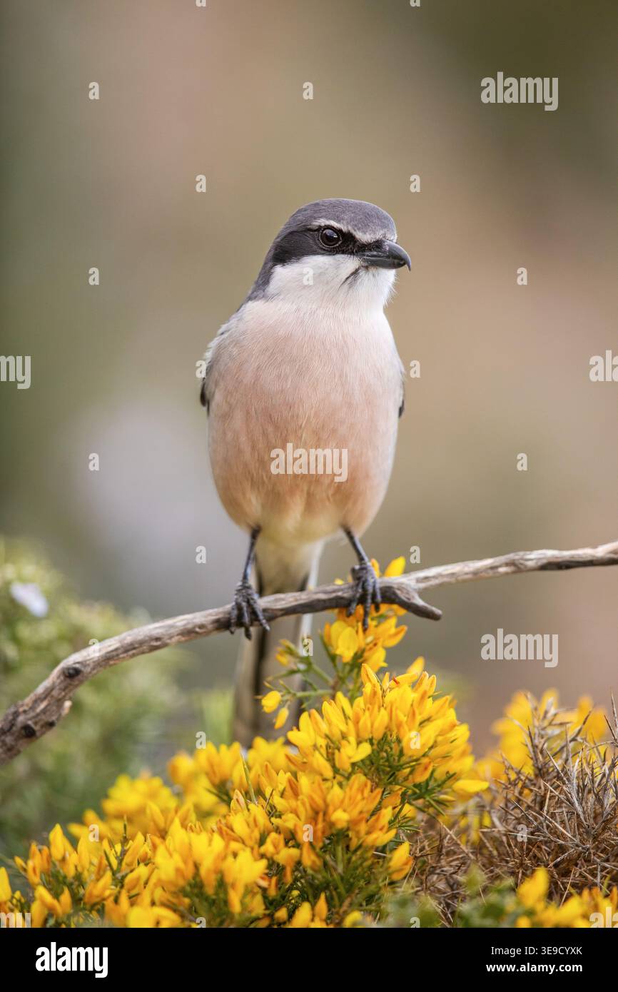Shrike grise ibérique ; Lanius meridionalis ; Espagne Banque D'Images