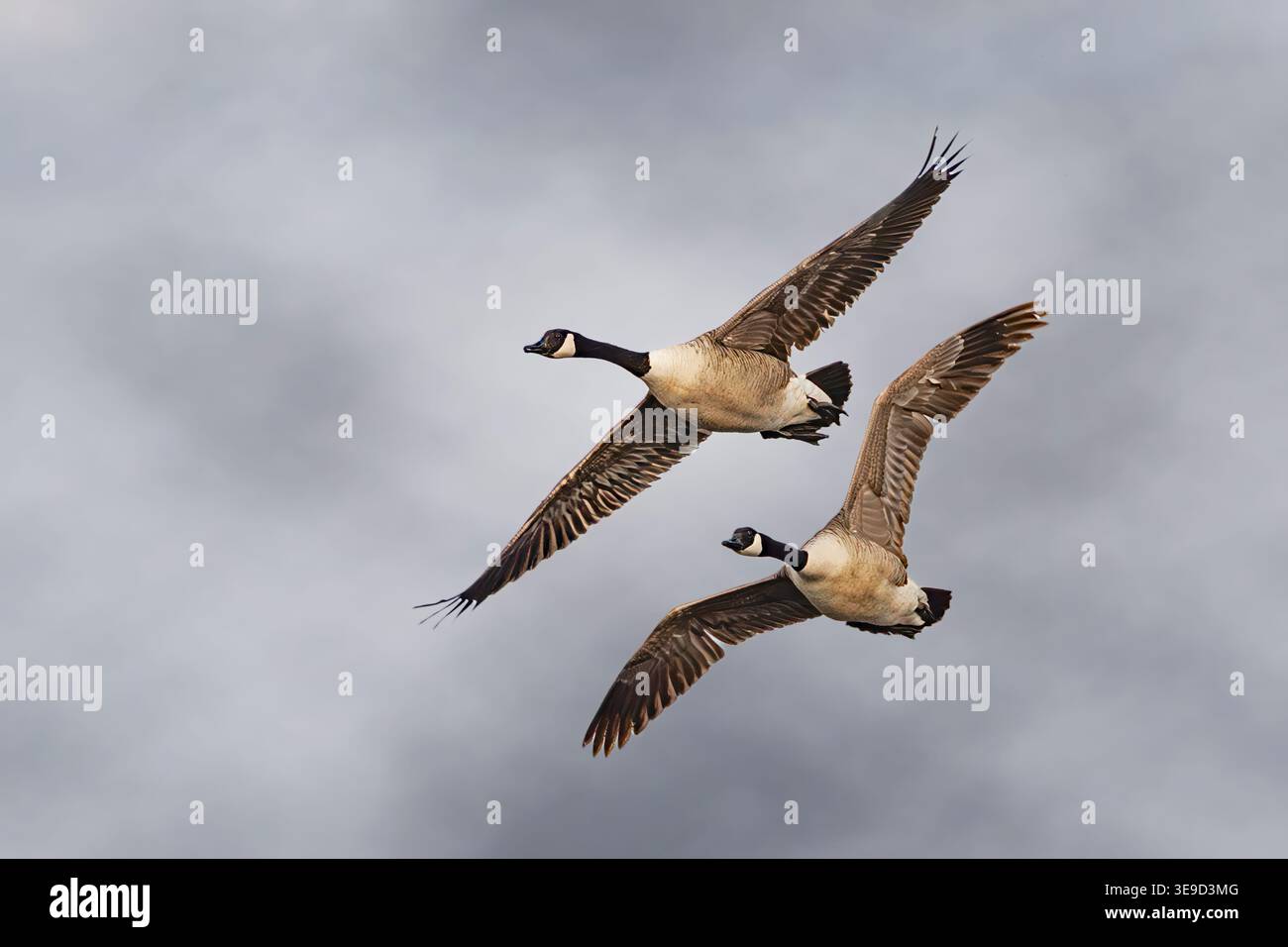 deux oies du Canada volant en formation Banque D'Images