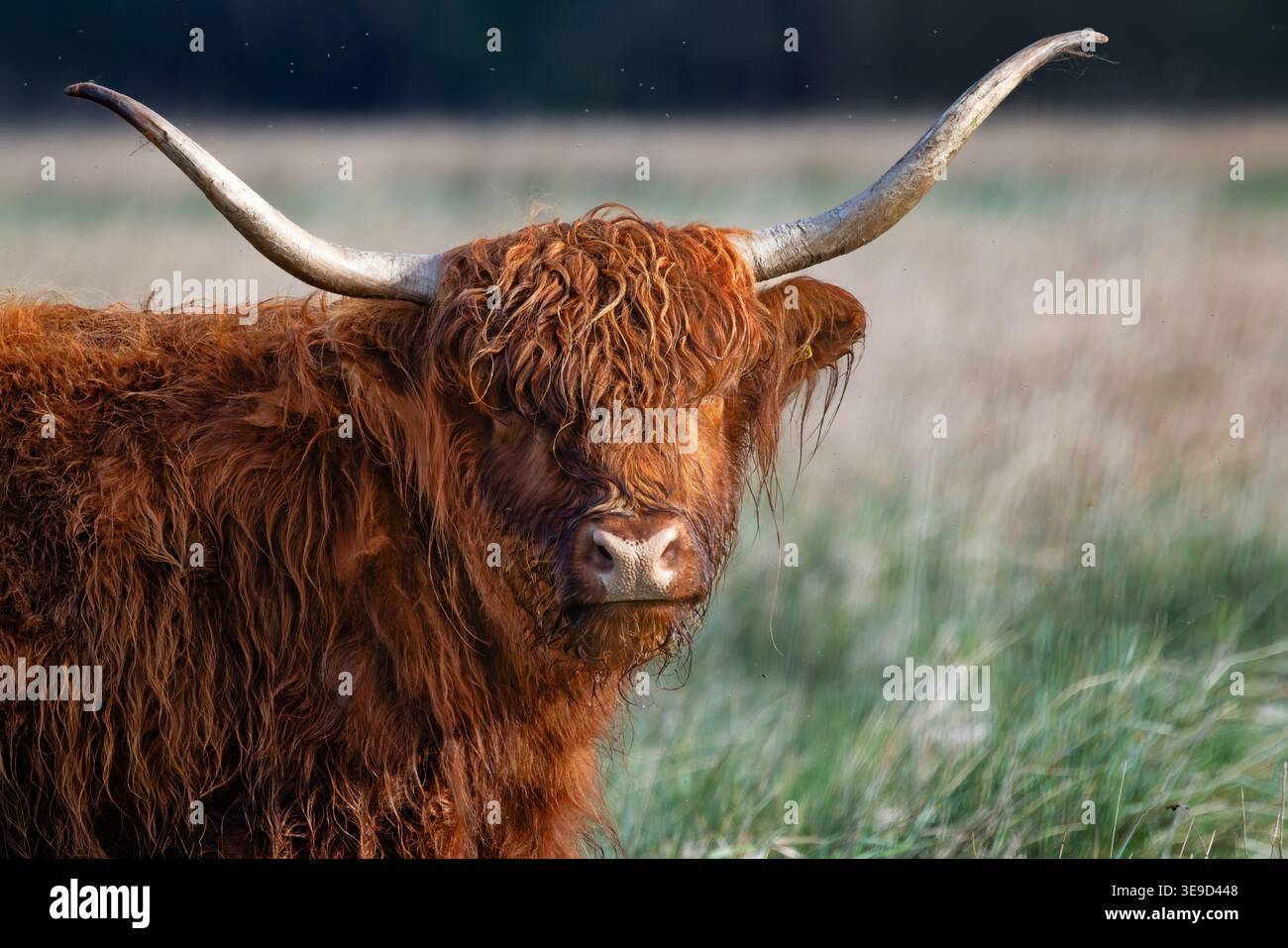 Highland cattle dans un champ Banque D'Images