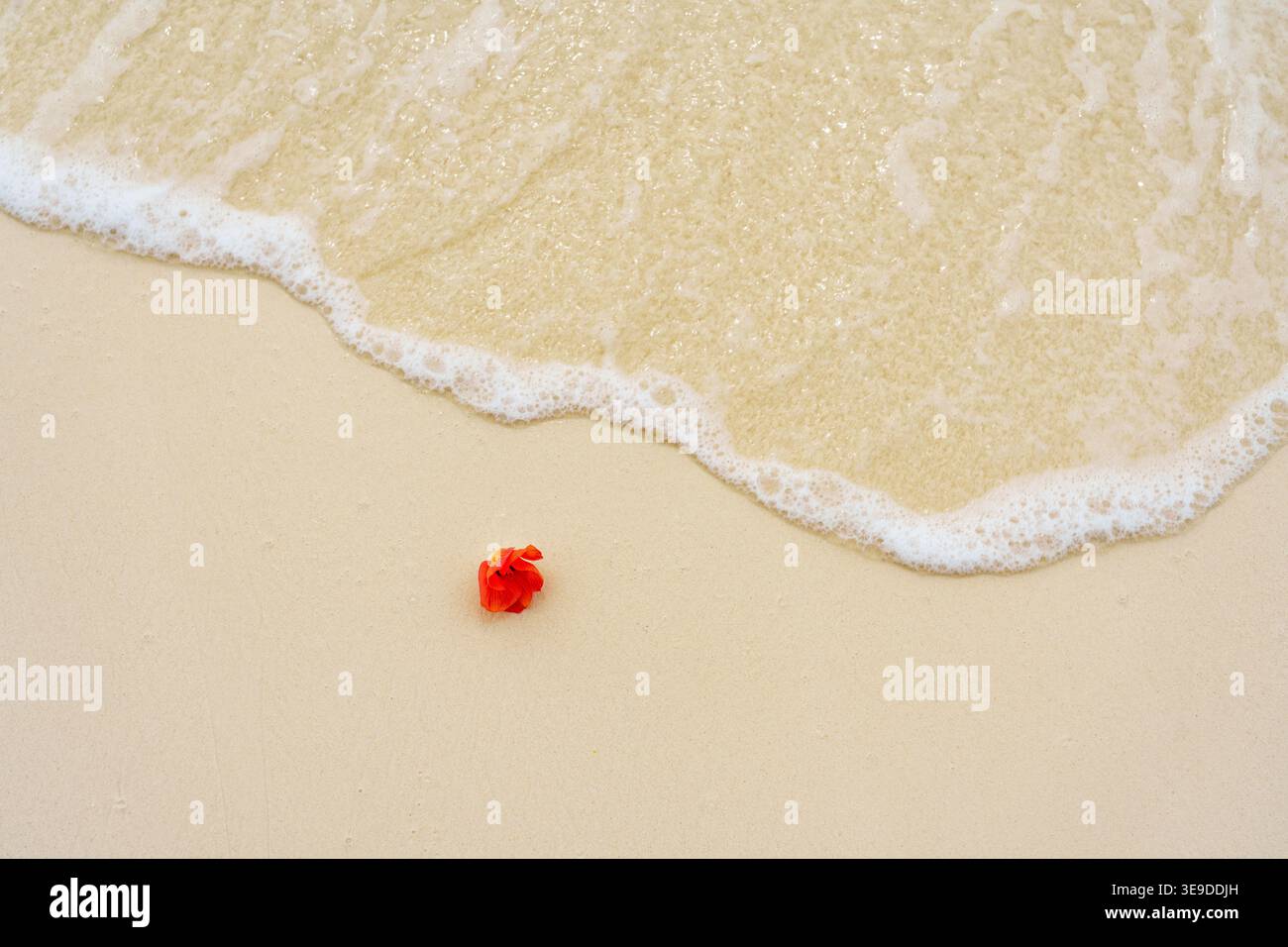 Vagues sur la plage avec des fleurs tropicales. Concept de spa. Banque D'Images