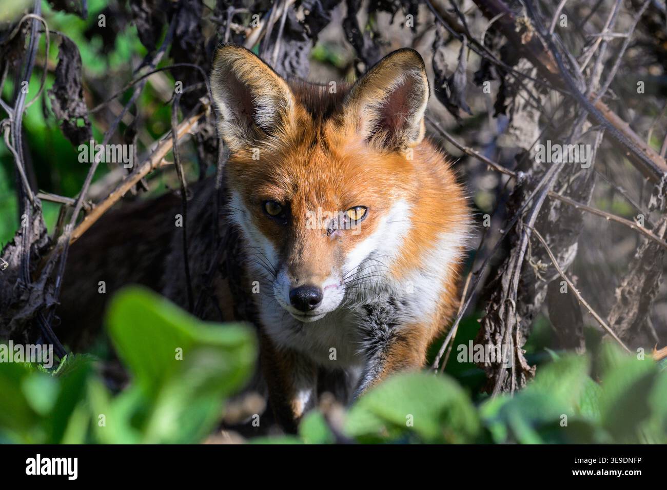 Gros plan d'un renard roux urbain regardant depuis des buissons denses, capturant l'expression de l'alerte, le camouflage naturel et le comportement de la faune de la ville. Banque D'Images