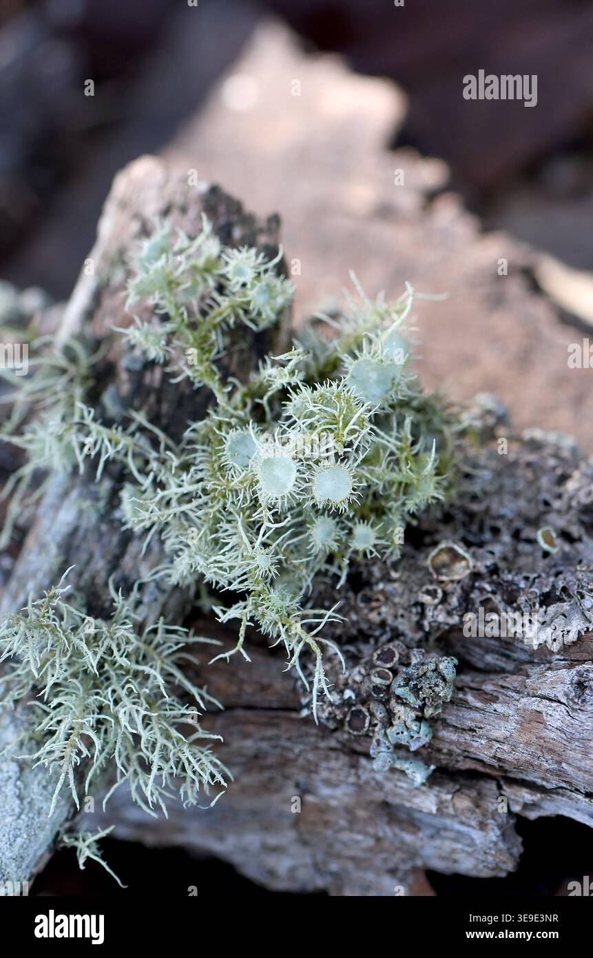 Gros plan de la branche couverte de lichen, y compris les fructifications vert pâle du lichen de barbe, Usnea, famille des Parmeliaceae et Xanthoria Banque D'Images