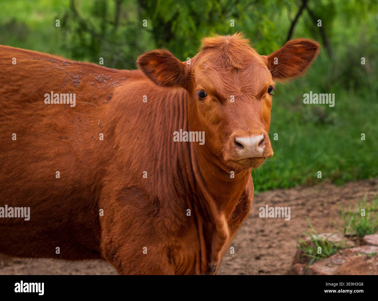 Portrait d'une vache normande brune debout dans un pâturage herbeux dans le Texas Hill Country près de Llano. La vache a un regard grincheux et désapprouvant Banque D'Images