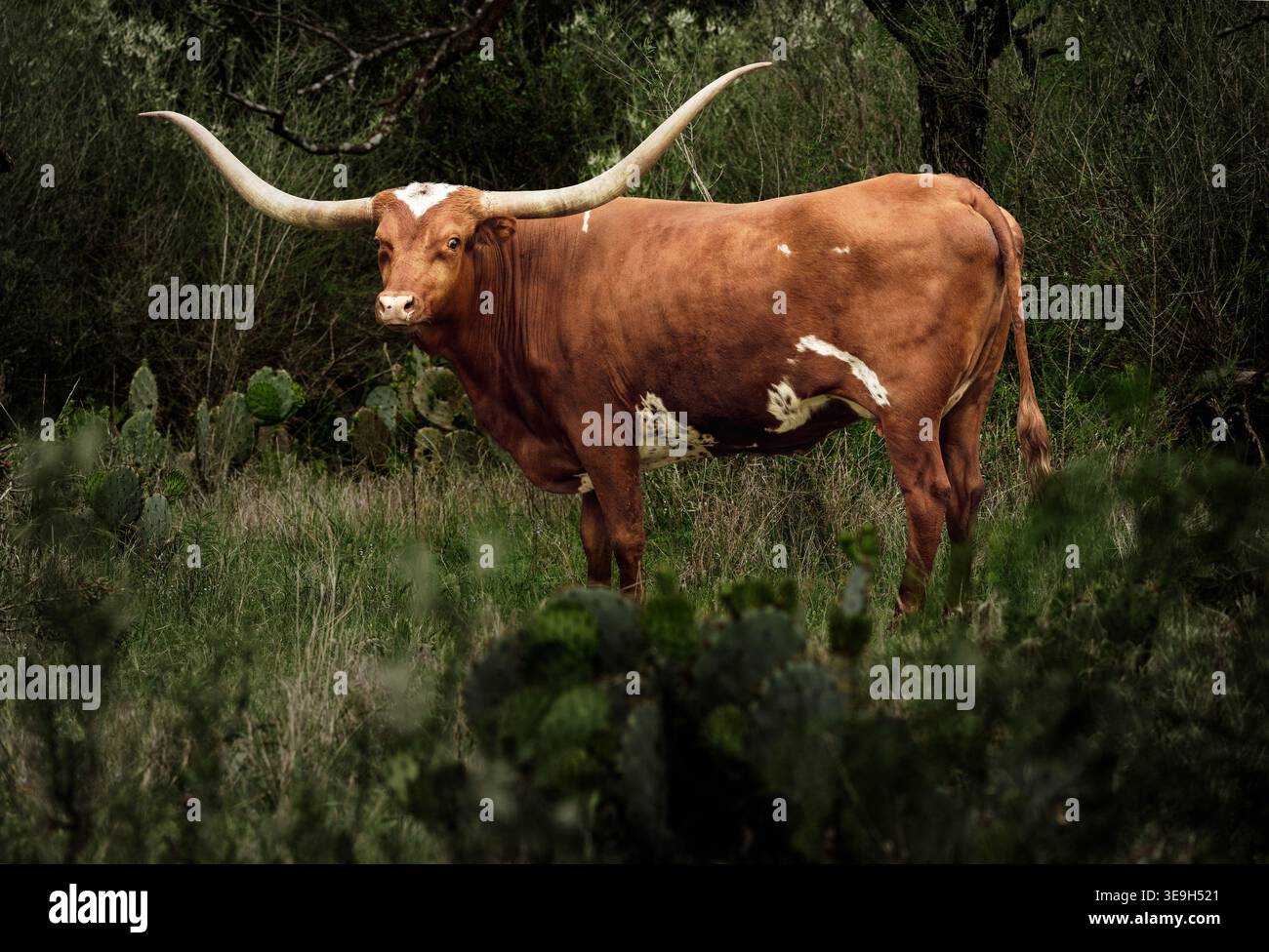 Un Texas Longhorn avec des cornes impressionnantes se tient en alerte dans son habitat naturel de terrain herbeux dans le Texas Hill Country rural près de Llano. Banque D'Images