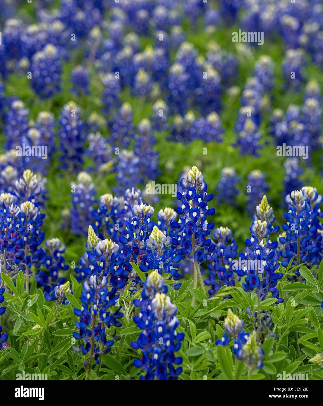 Vue rapprochée d'un champ plein de bluebonnets à Turkey Bend Recreation Area à Marble Falls, Texas. Feuillage vert luxuriant et fleurs bleues. Banque D'Images
