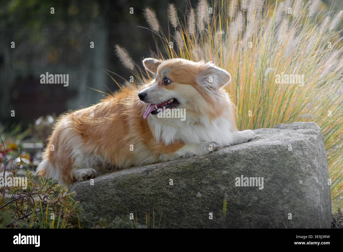 Portrait de chien Corgi. Gorge galloise pelucheuse Pembroke beau portrait. Corgi rouge en plein air dans le parc d'été, journée ensoleillée. Banque D'Images