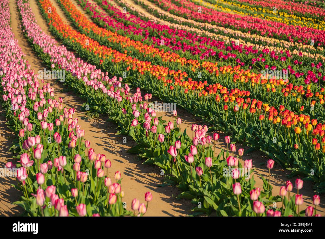Vue aérienne par drone des rangées vibrantes de champs de tulipes à Kőröshegy, Hongrie. Banque D'Images