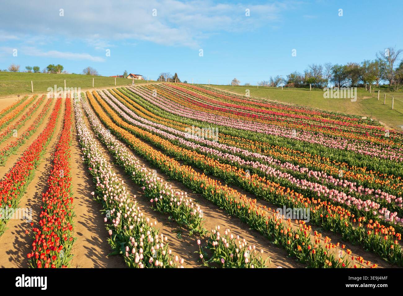Vue aérienne par drone des rangées vibrantes de champs de tulipes à Kőröshegy, Hongrie. Banque D'Images