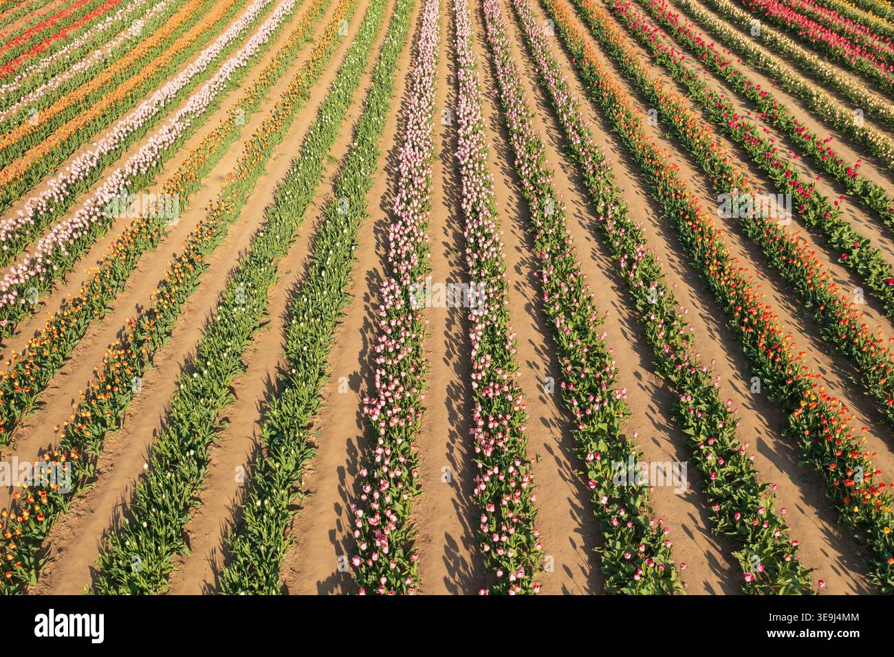 Vue aérienne par drone des rangées vibrantes de champs de tulipes à Kőröshegy, Hongrie. Banque D'Images