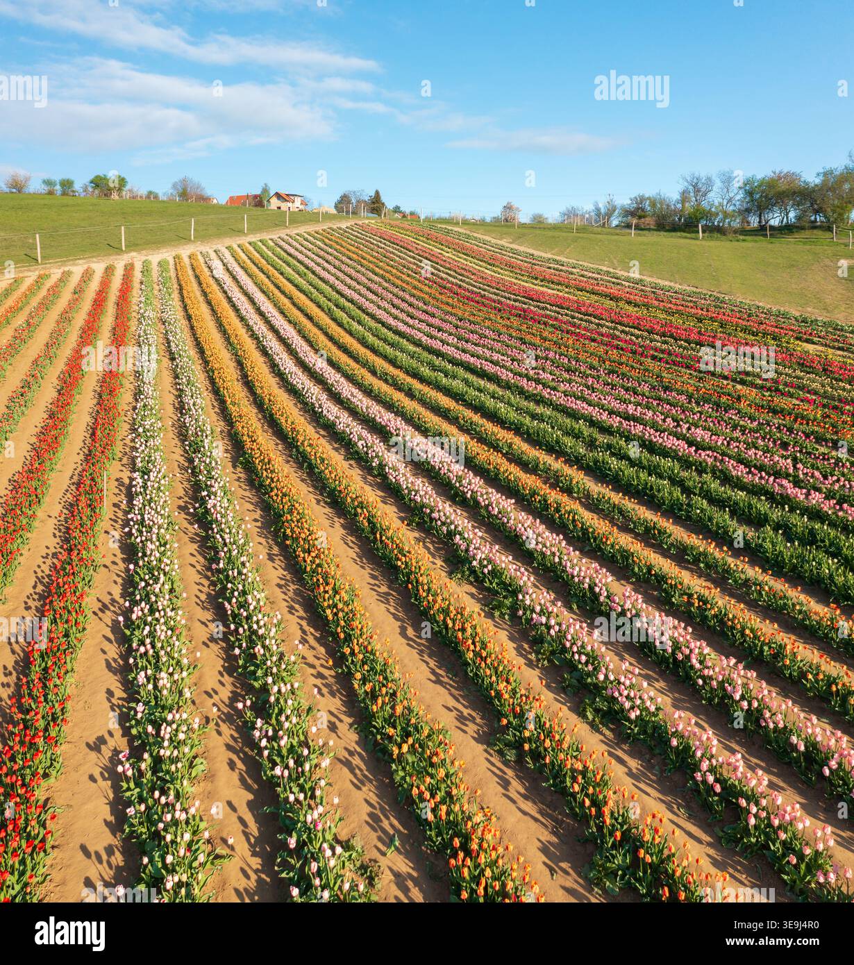 Vue aérienne par drone des rangées vibrantes de champs de tulipes à Kőröshegy, Hongrie. Banque D'Images