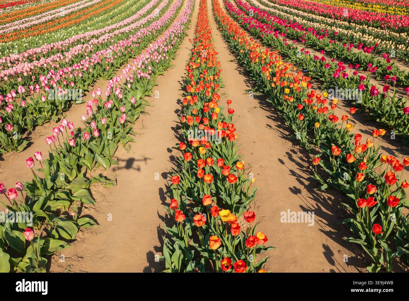 Vue aérienne par drone des rangées vibrantes de champs de tulipes à Kőröshegy, Hongrie. Banque D'Images