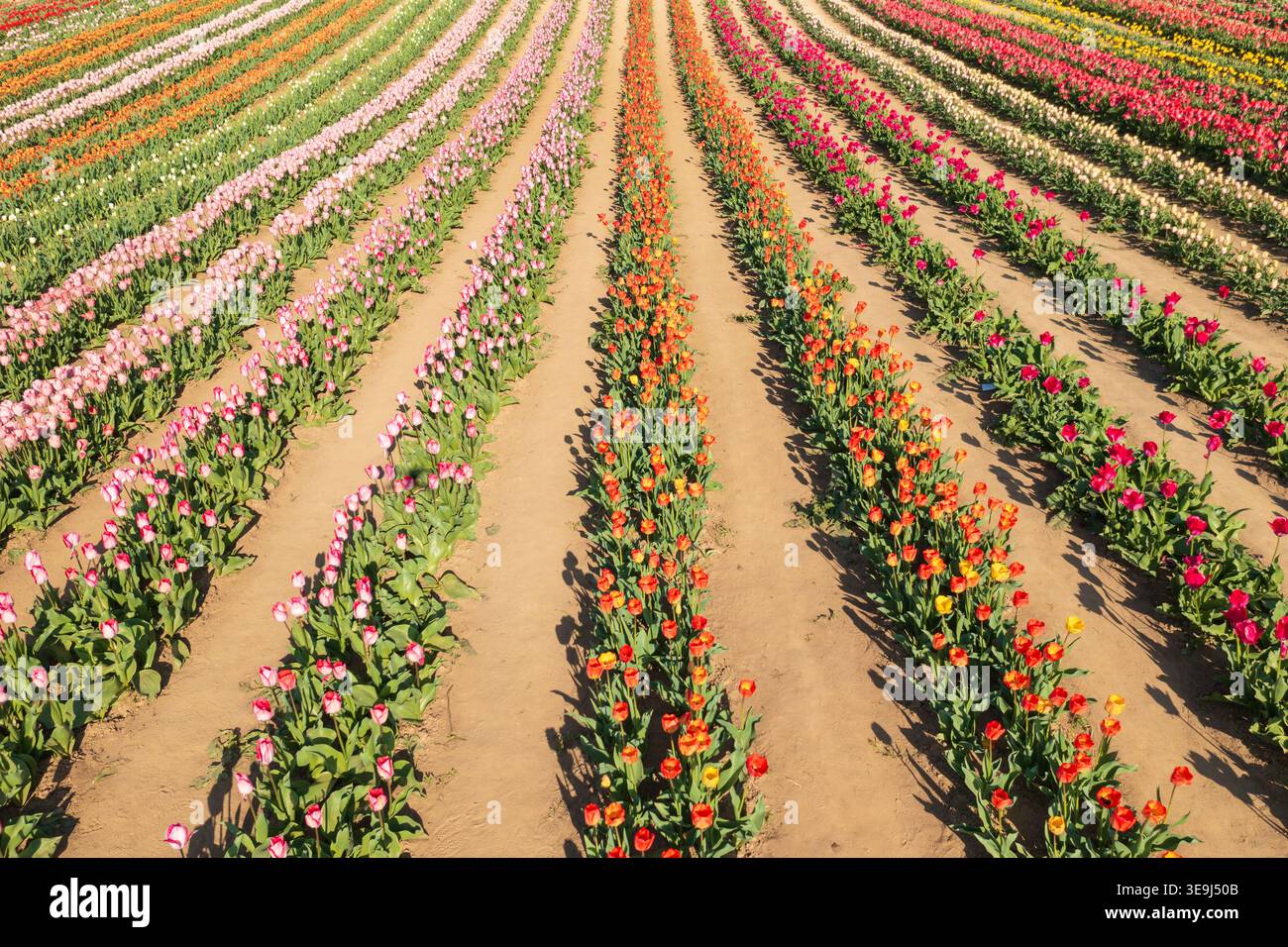 Vue aérienne par drone des rangées vibrantes de champs de tulipes à Kőröshegy, Hongrie. Banque D'Images