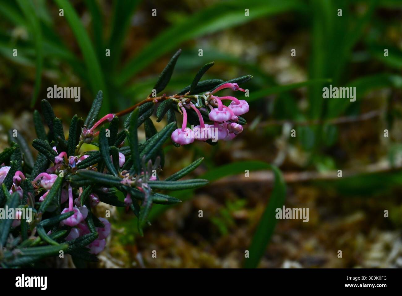 Fleurs d'Andromeda polifolia. Arbuste à feuilles persistantes Ericaceae. Il pousse dans les zones humides alpines et produit des fleurs roses dans les inflorescences d'umbel au début de l'été. Banque D'Images