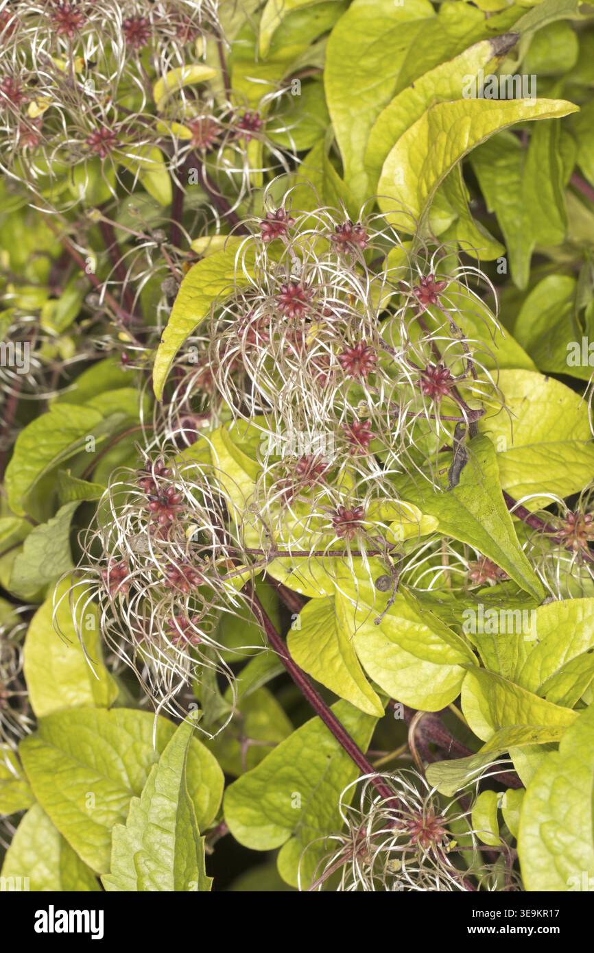 Clematis vitalba, clématite commune - Clematis vitalba, Barbe du vieil homme, joie du voyageur Banque D'Images