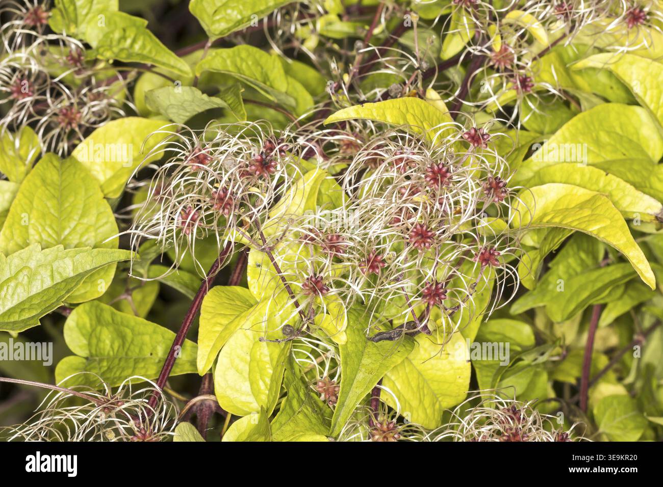 Clematis vitalba, clématite commune - Clematis vitalba, Barbe du vieil homme, joie du voyageur Banque D'Images