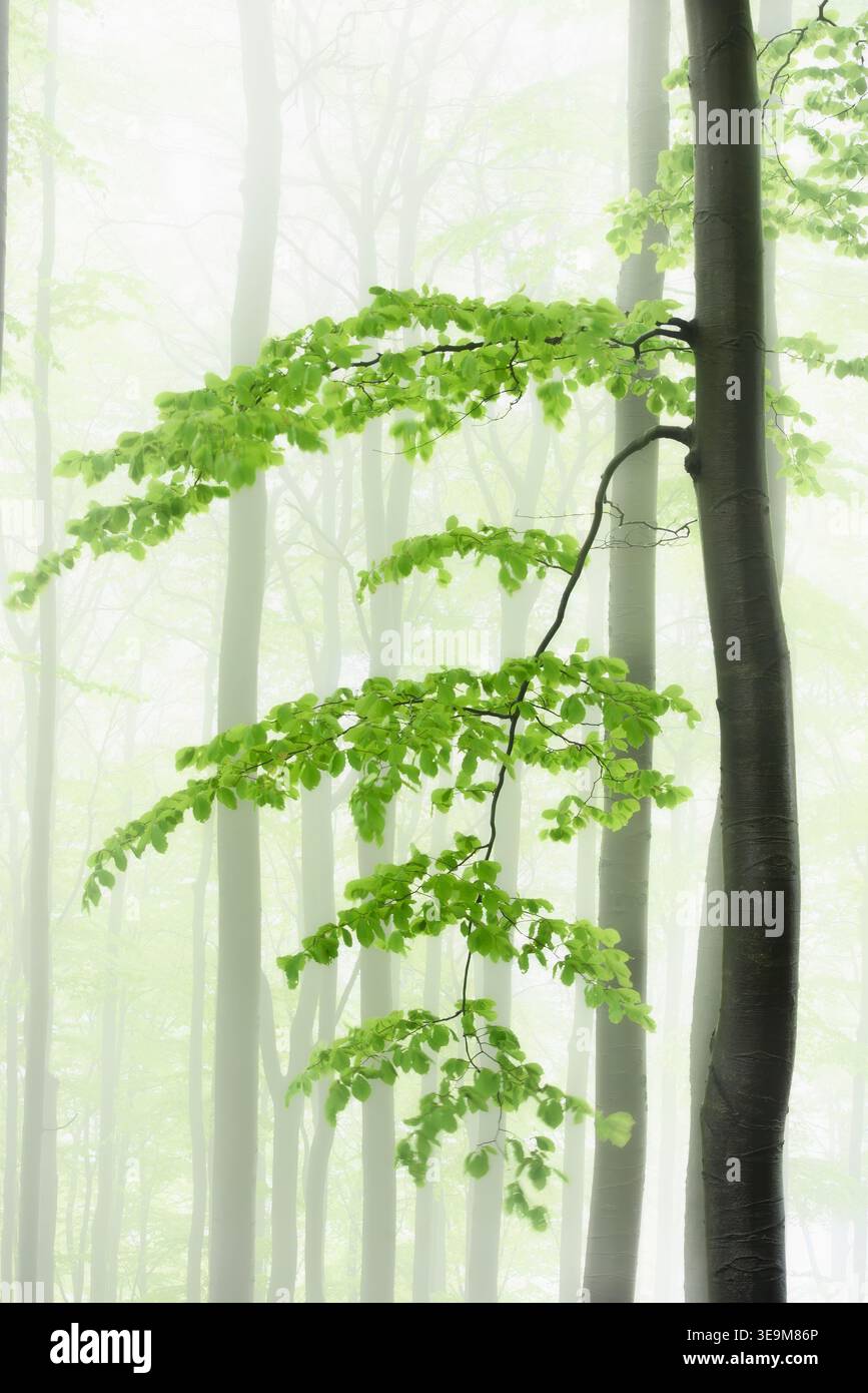 Un arbre solitaire avec des branches émerge du brouillard dense parmi les troncs environnants. Banque D'Images