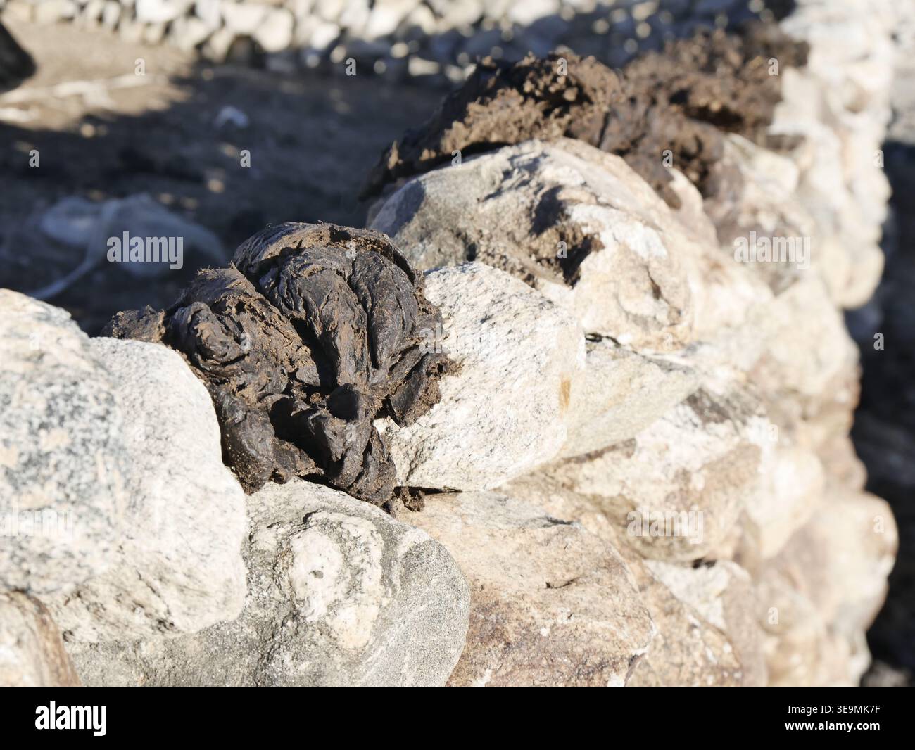 Séchage de fumier de yak sur le mur dans le village de haute altitude, utilisé comme biocarburant dans le Ladakh, Inde. Banque D'Images