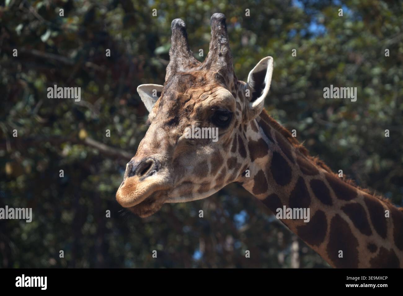 Portrait à faible angle d'une curieuse tête de girafe avec fond de canopée d'arbre vert luxuriant Banque D'Images