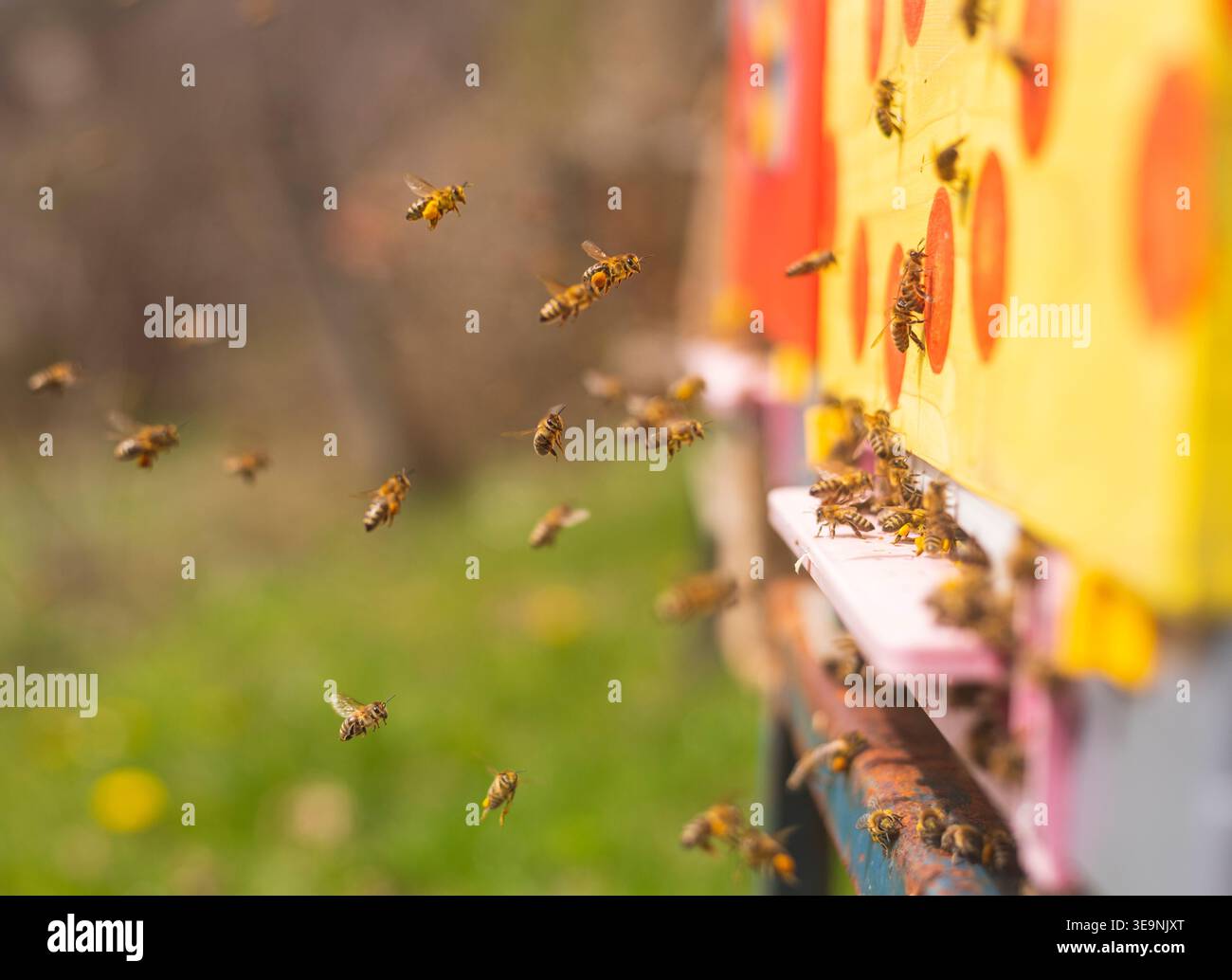 Les abeilles entrent et sortent d'une ruche colorée dans un champ vert. La scène montre des abeilles occupées au travail à ramasser du pollen un jour ensoleillé de printemps. Leur mouvement ind Banque D'Images