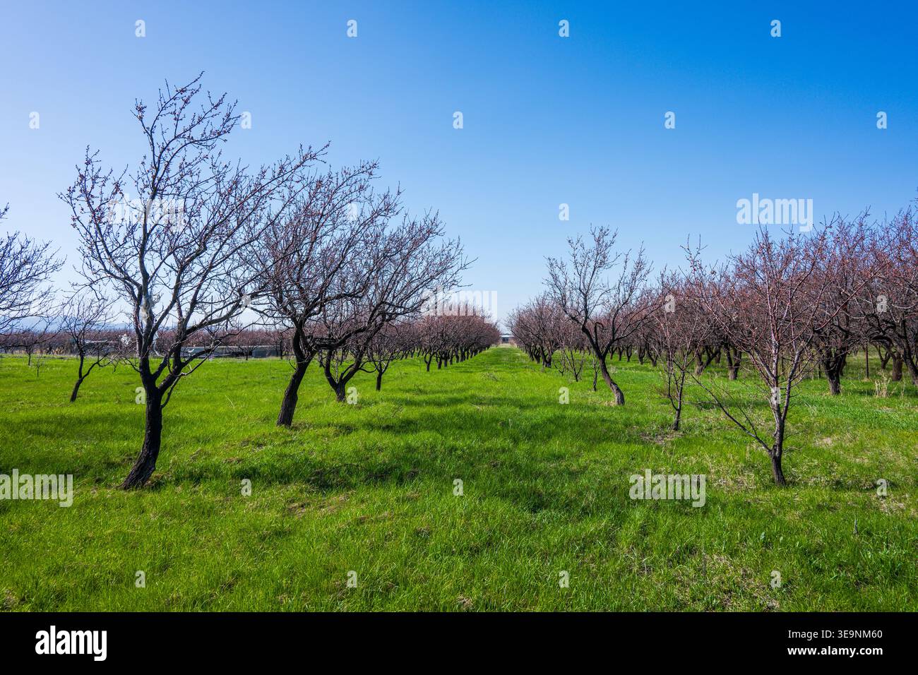 Rangées d'arbres à fleurs dans un champ vert sous un ciel bleu clair Banque D'Images