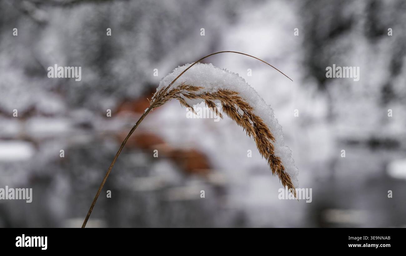 Herbe pliée couverte de neige Banque D'Images