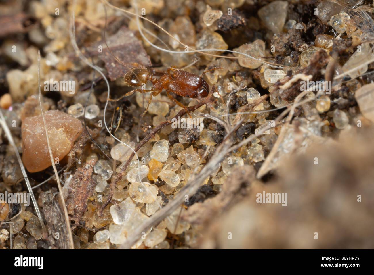 Fourmi à grosse tête (Pheidole sp.) sur un sol de jardin sablonneux. Le Caire, Égypte. Pheidole est parmi les genres de fourmis les plus riches en espèces au monde Banque D'Images