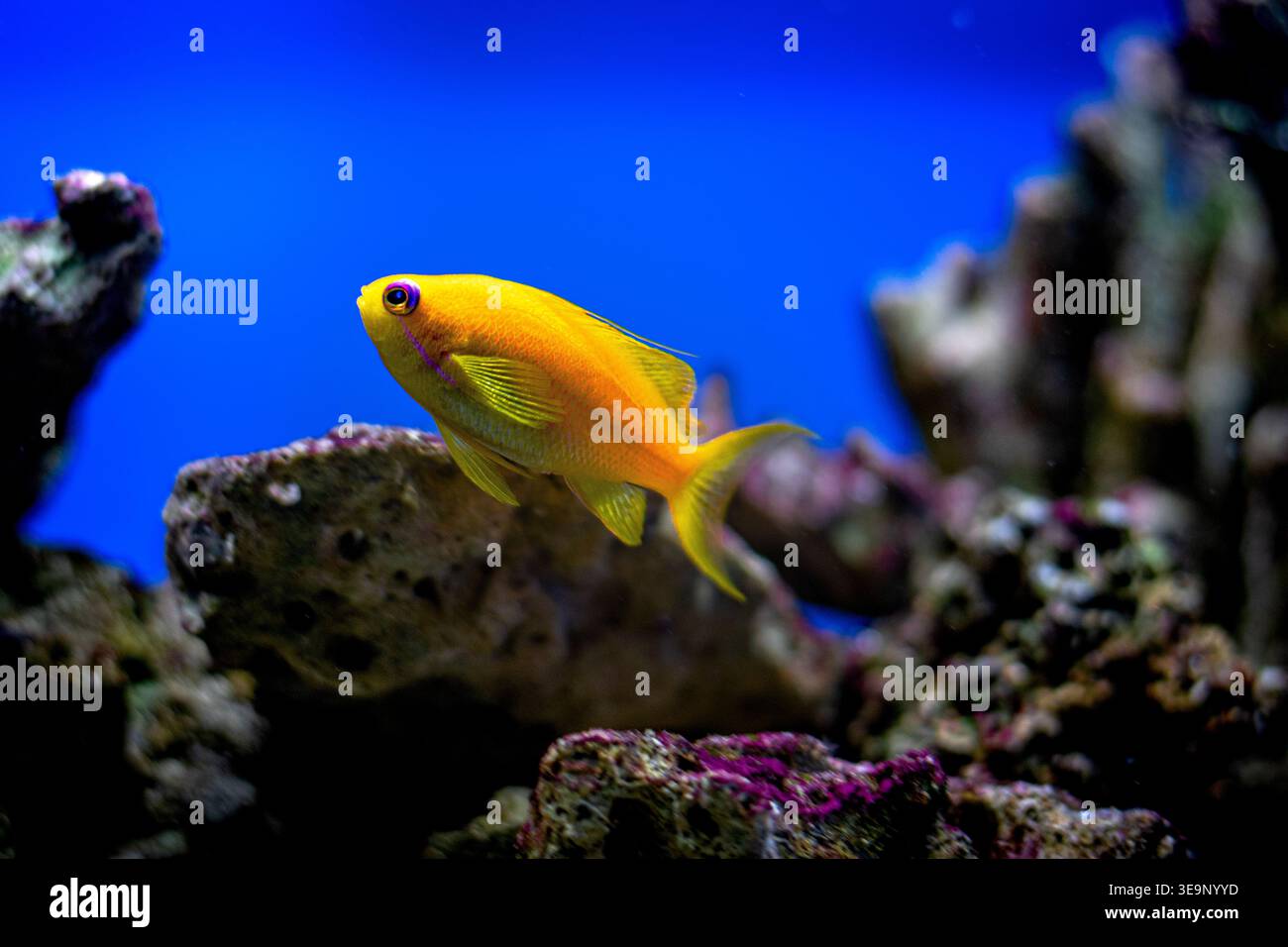 Un poisson jaune nage dans un aquarium bleu. Le poisson est le seul dans l'aquarium Banque D'Images