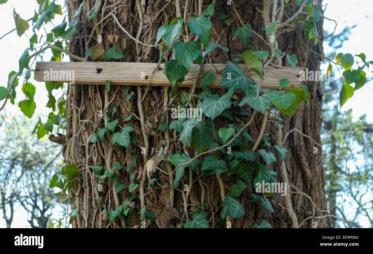 Les vignes lierre grimpent sur un tronc d'arbre avec de l'écorce rugueuse dans un environnement extérieur boisé Banque D'Images