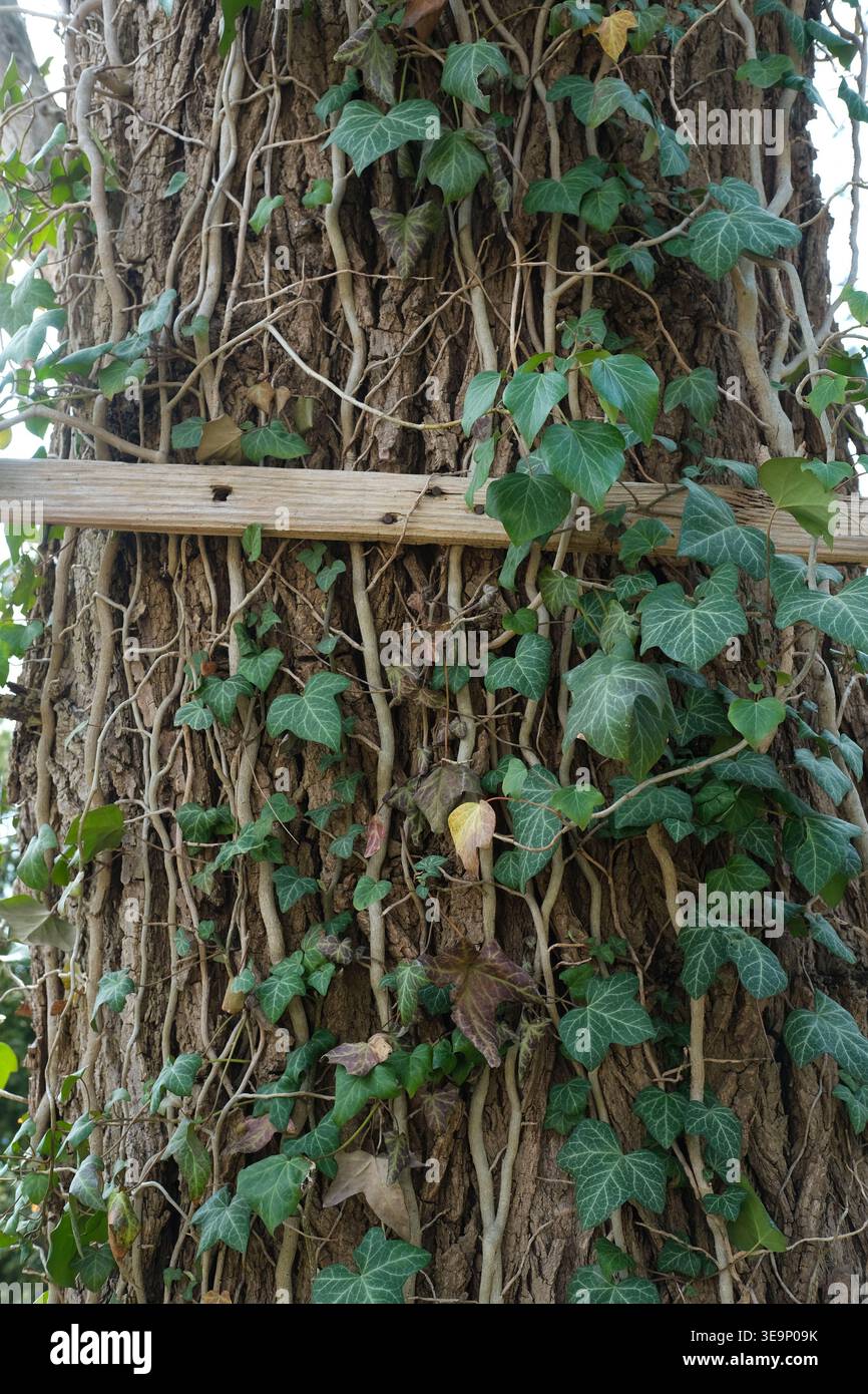 Les vignes lierre se répandent sur un tronc d'arbre avec une texture d'écorce visible dans un environnement forestier Banque D'Images