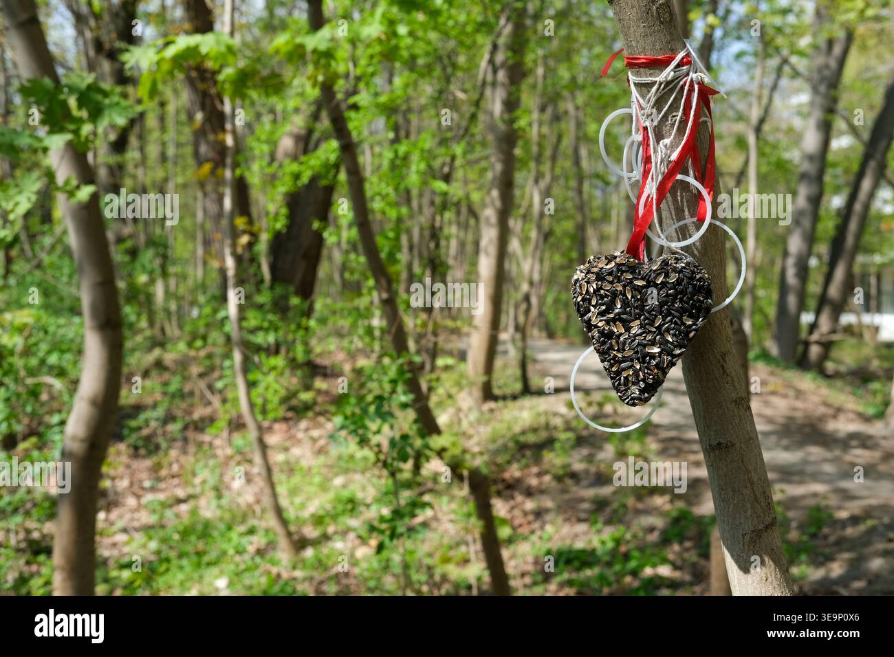 Mangeoire d'oiseaux en forme de coeur faite de graines est attaché à un tronc d'arbre dans une forêt avec un fond flou Banque D'Images