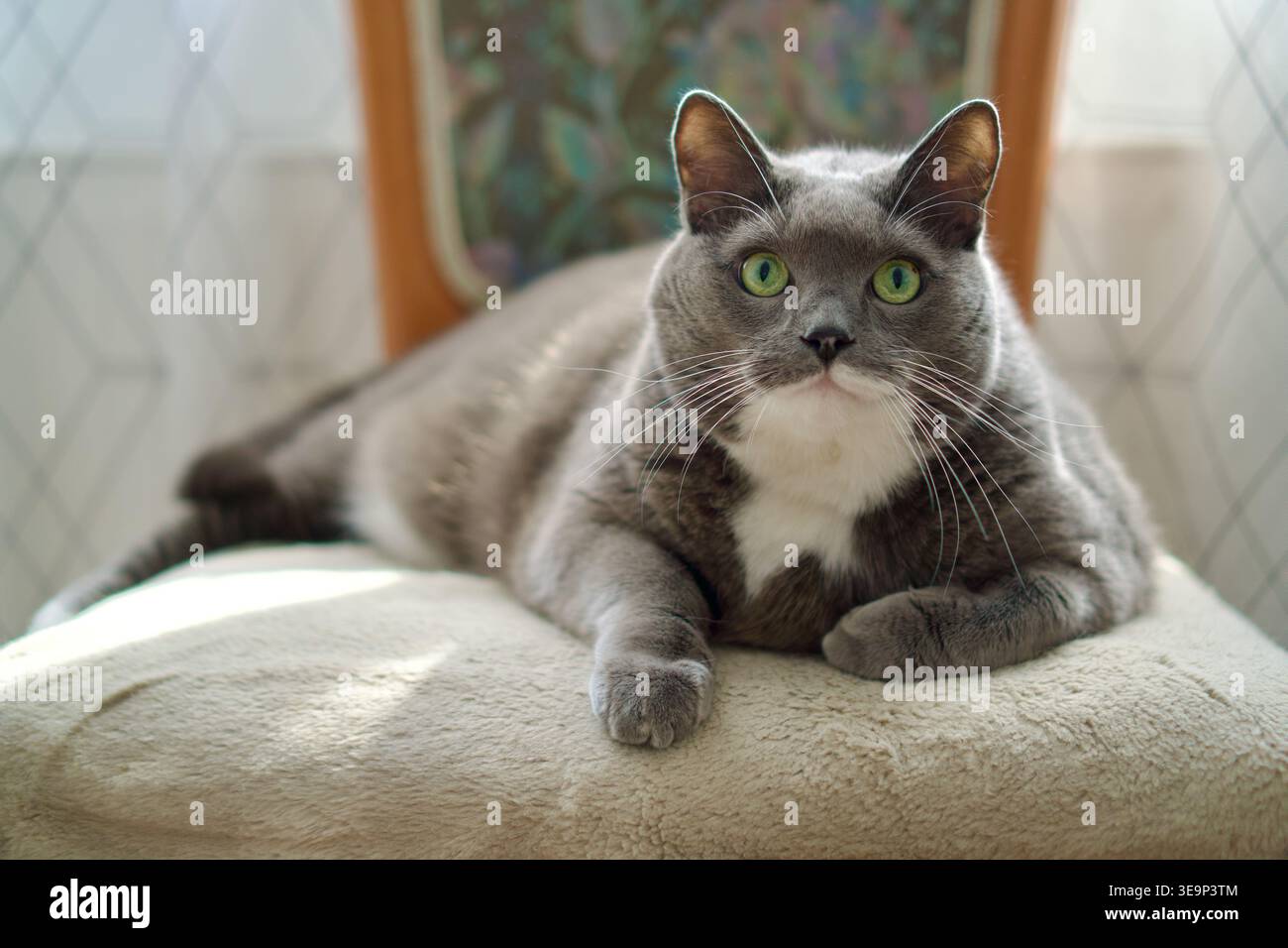 GreyA grand angle de haute qualité d'un chat smoking gris avec une poitrine blanche et des yeux verts, couché confortablement sur une chaise rembourrée. L'image capture la posture détendue et l'expression calme du chat dans un cadre domestique bien éclairé. Parfait pour la photographie de style de vie, les publicités de soins pour animaux de compagnie, les articles de comportement animal, et le contenu de décoration à la maison.et chat de smoking blanc couché sur une chaise. Animal domestique se relaxant dans un intérieur lumineux de la maison. Photo de haute qualité Banque D'Images