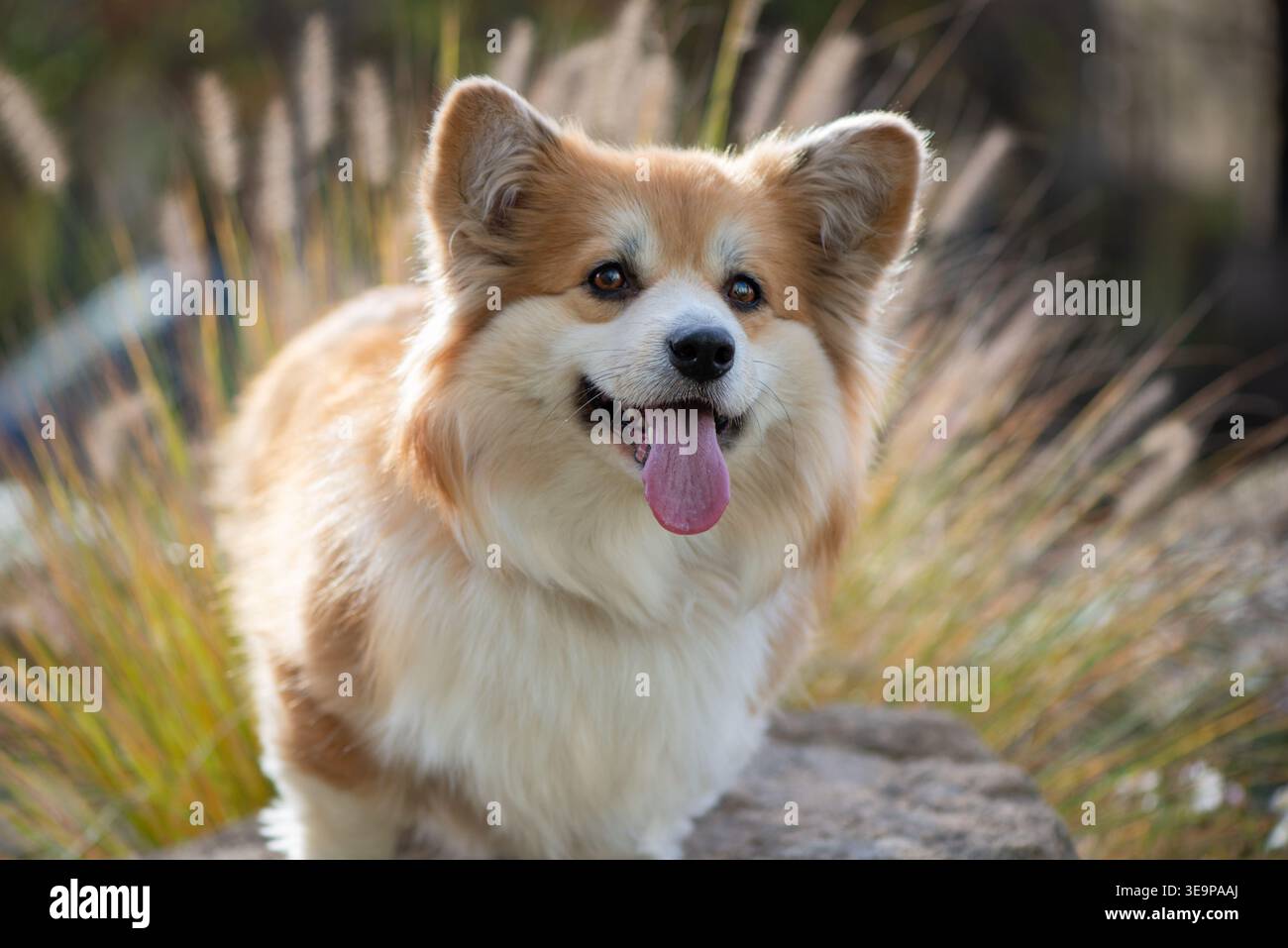 Portrait de chien Corgi. Gorge galloise pelucheuse Pembroke beau portrait. Corgi rouge en plein air dans le parc d'été, journée ensoleillée. Banque D'Images