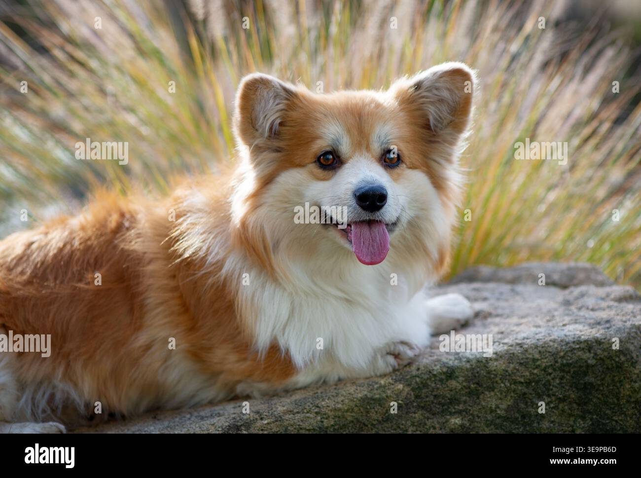 Portrait de chien Corgi. Gorge galloise pelucheuse Pembroke beau portrait. Corgi rouge en plein air dans le parc d'été, journée ensoleillée. Banque D'Images