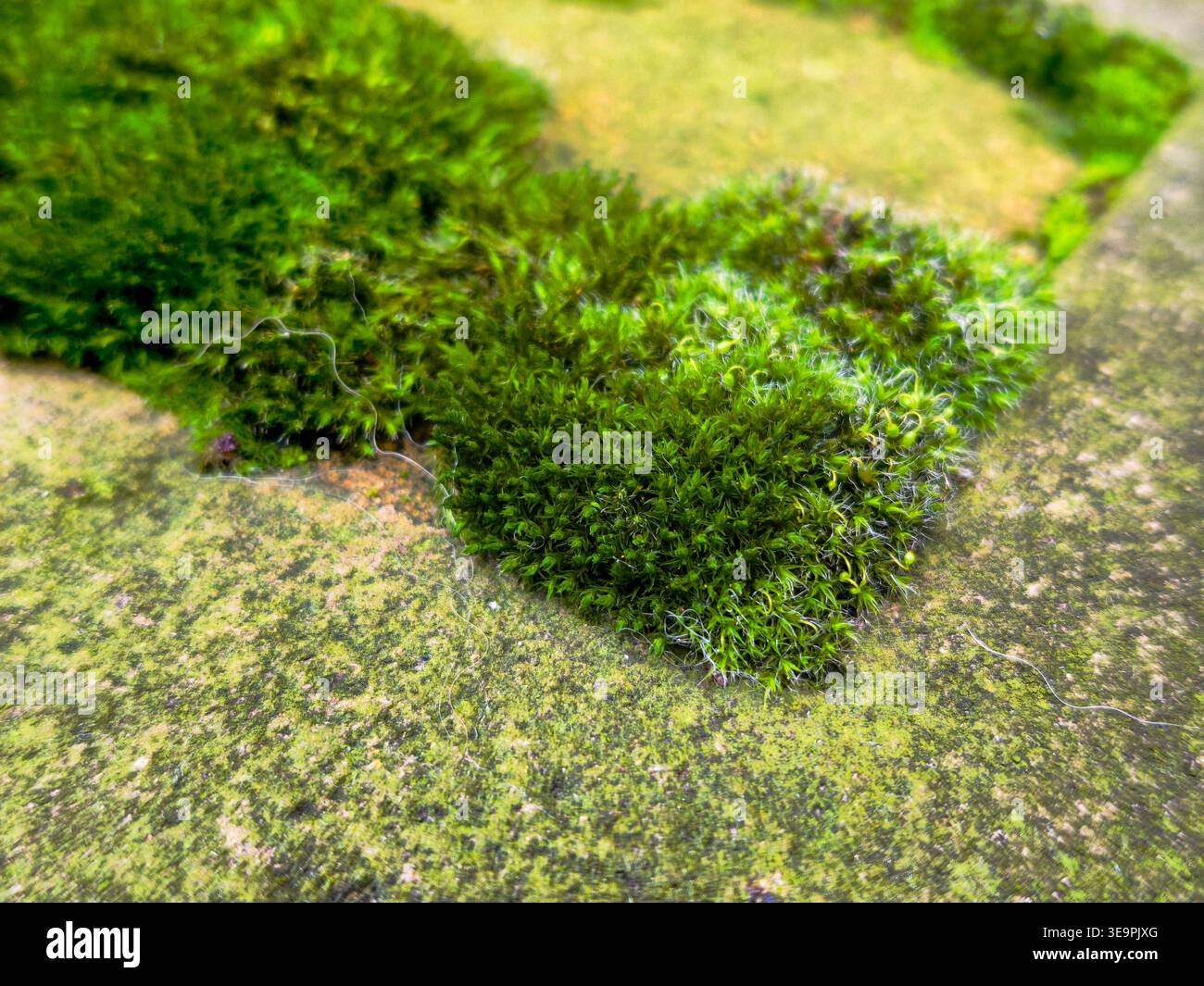 Une tache de mousse verte poussant sur une surface de béton. La mousse recouvre une grande partie du béton, et elle prospère dans l'environnement humide. Co Banque D'Images