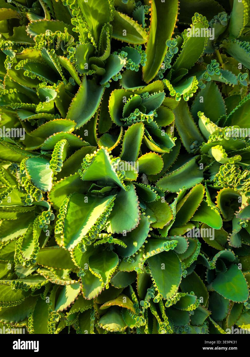 Plan au-dessus de plantes succulentes vertes vibrantes avec de minuscules rosettes décorant leurs bords de feuilles, baignées de lumière naturelle du soleil. Banque D'Images