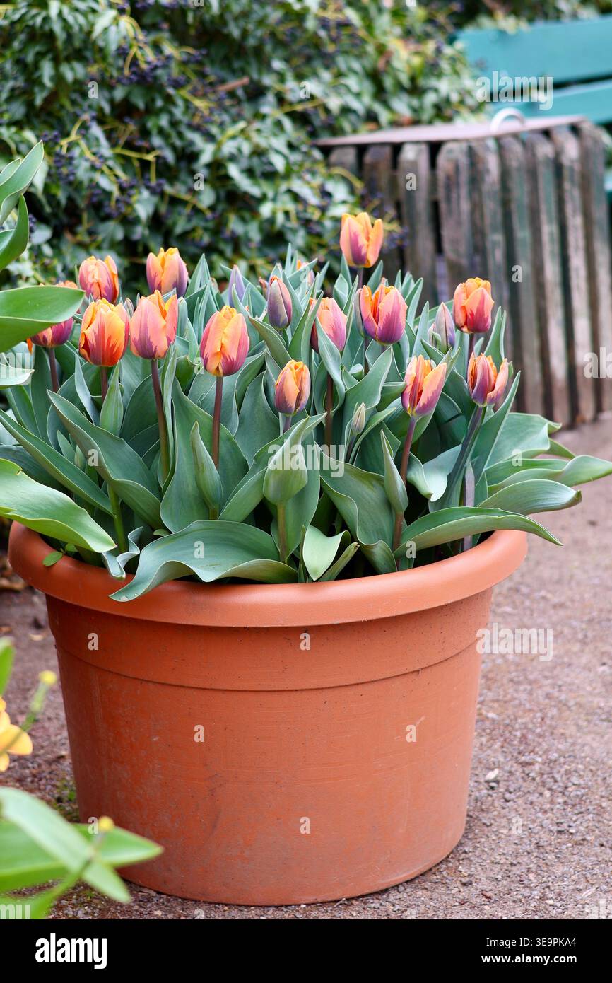 Belles tulipes orange et violettes poussant dans un pot en terre cuite dans un jardin printanier Banque D'Images