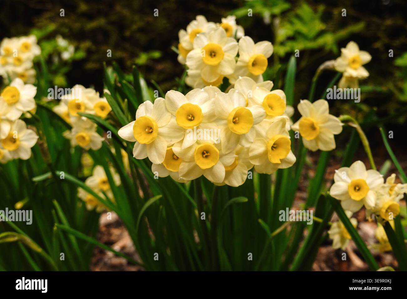 Grappe de petits jonquilles blanches et jaunes (Narcisse) dans Biddulph Grange Garden Banque D'Images