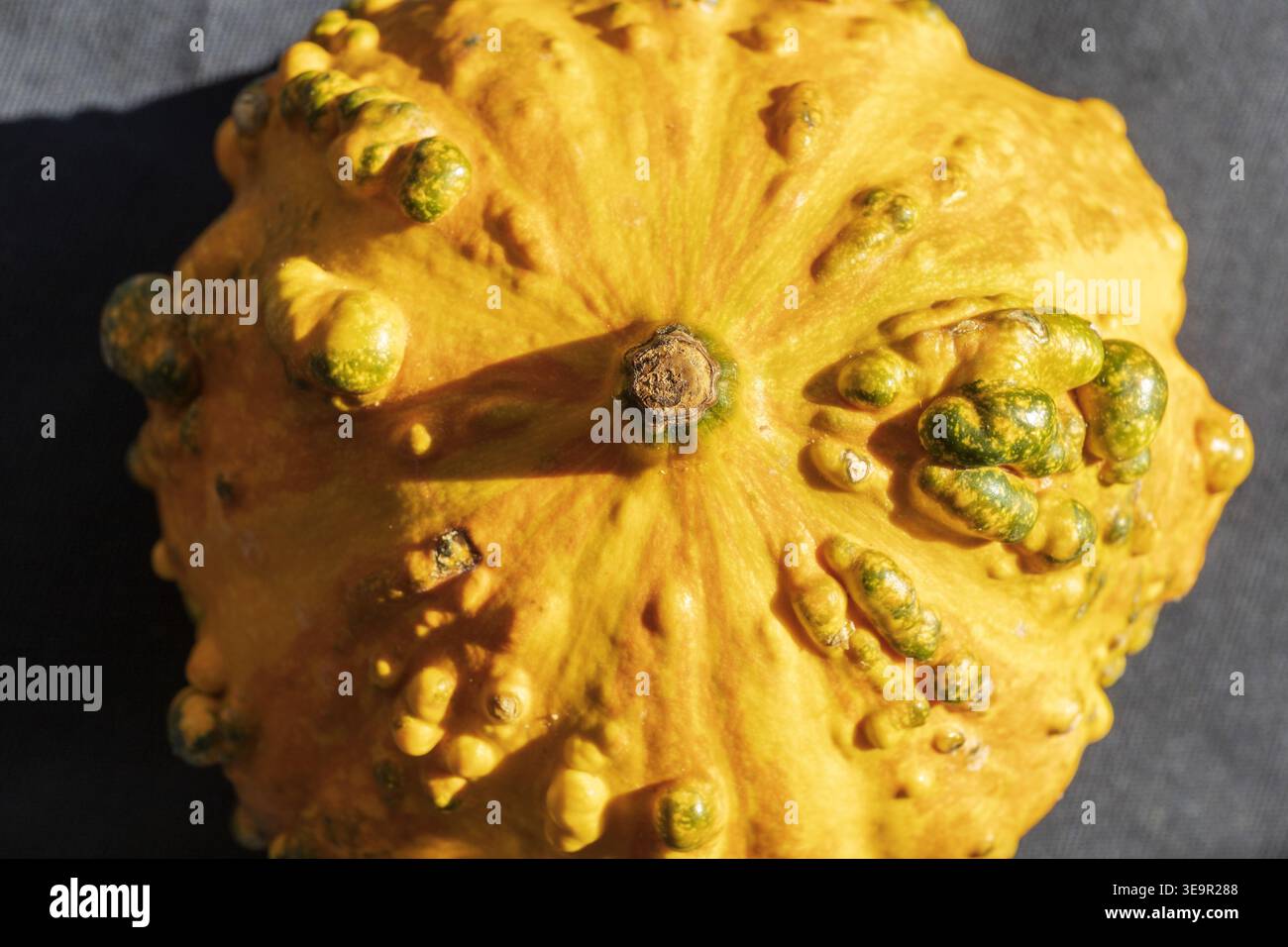 Gros plan extrême de citrouille ornementale avec texture détaillée et imperfections naturelles. Banque D'Images