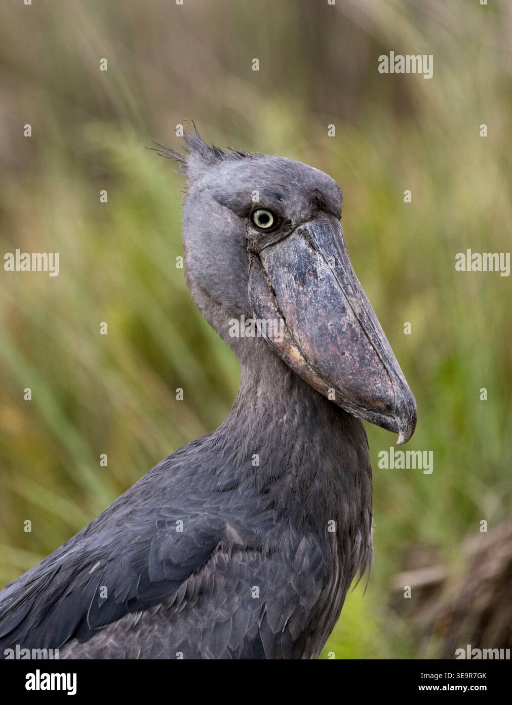 Shoebill Balaeniceps Rex oiseau très inhabituel et exotique des coins les plus chauds de l'Afrique avec un look très drôle Banque D'Images