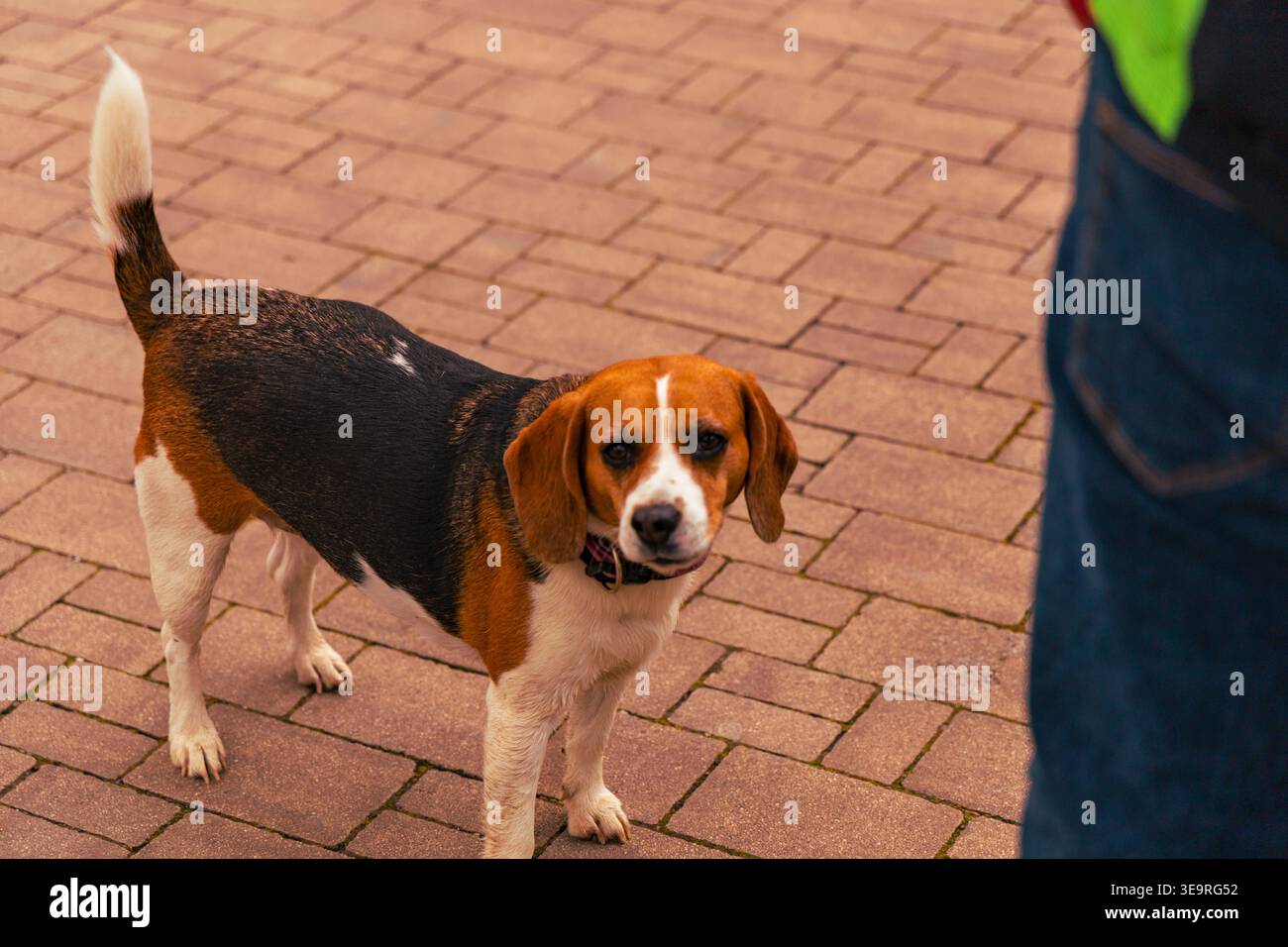 Pavé Beagle Dog Standing Brick à l'extérieur Banque D'Images
