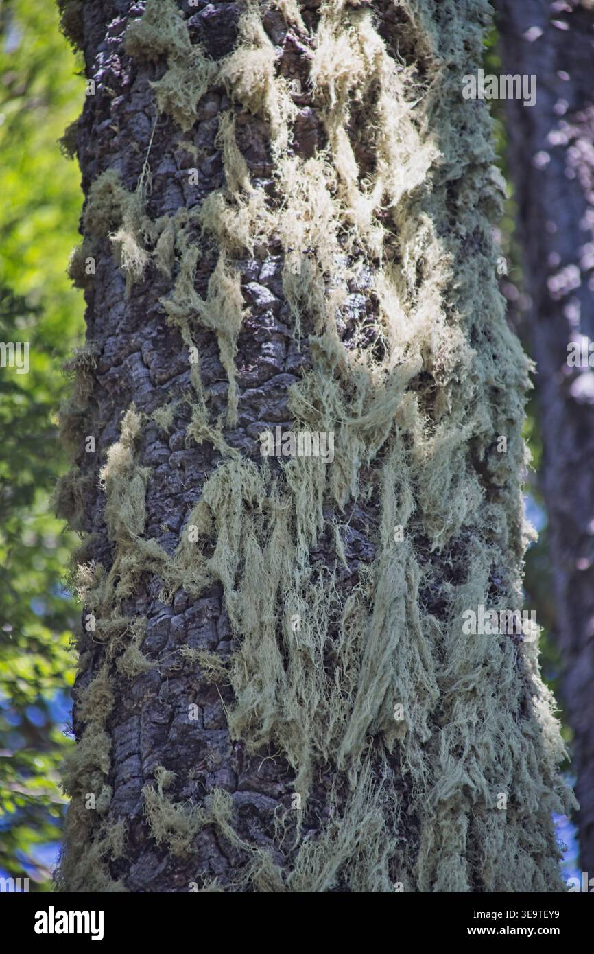 Tronc d'arbre couvert de lichen vert pâle suspendu dans Un parc Banque D'Images