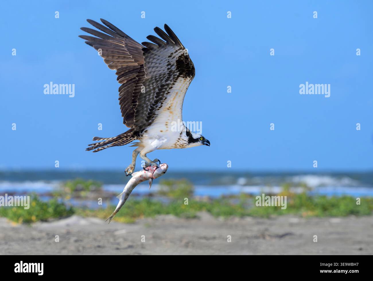 Mouche de Osprey (Pandion haliaetus) avec un poisson de rouget blanc capturé (Mugil curema) dans des talons au-dessus de la côte de l'océan, Galveston, Texas, États-Unis. Banque D'Images