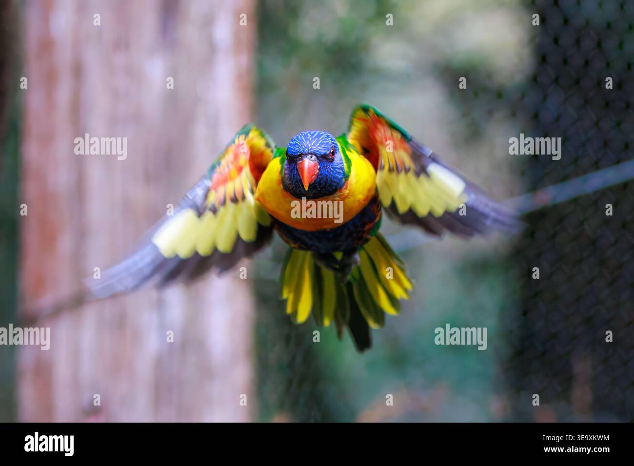 Lorikeet arc-en-ciel (Trichoglossus moluccanus) en vol avec ailes déployées Banque D'Images