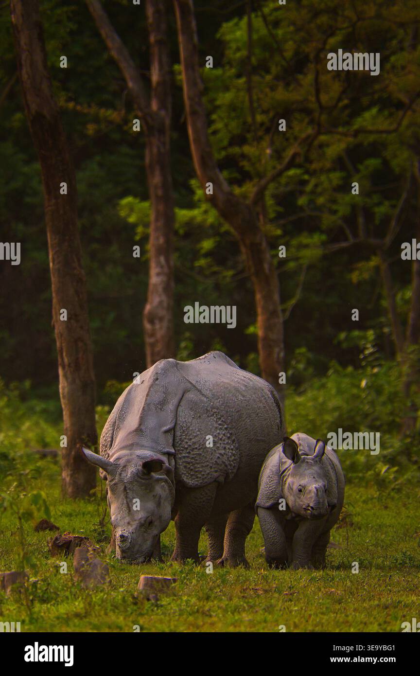 Un grand rhinocéros indien à une corne (Rhinoceros unicornis) mère avec son veau dans la nature, marchant ensemble à travers les prairies du parc national de Manas Banque D'Images