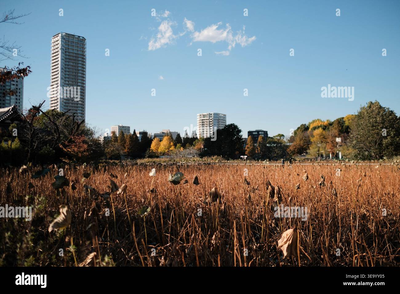 Shinobazu Pond avec des plantes de lotus séchées et l'horizon de la ville de Tokyo Banque D'Images