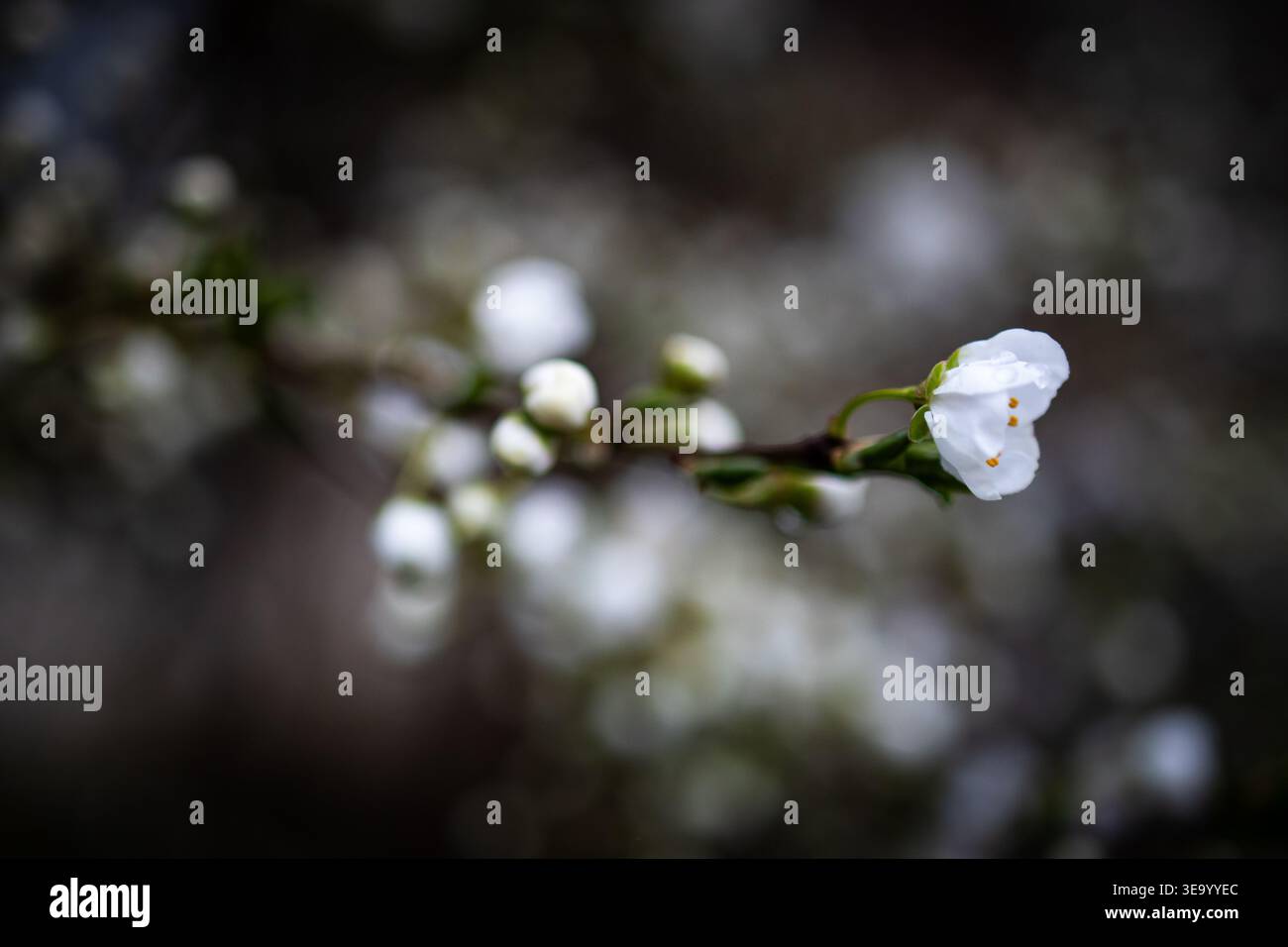 Un bourgeon blanc unique à la pointe d'une branche élancée se dresse contre un bokeh profond, les murmures de la scène de lumière douce de la vie émergente Banque D'Images